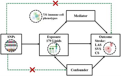 Genetic causality of lipidomic and immune cell profiles in ischemic stroke